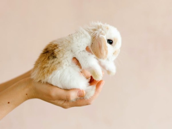 Cómo Elegir Productos Cruelty&nbsp;Free